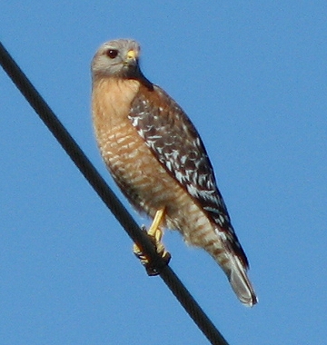 Red-shouldered Hawk