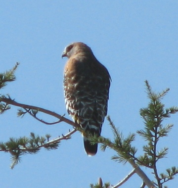 Red-shouldered Hawk