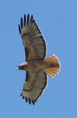 Red-tailed Hawk