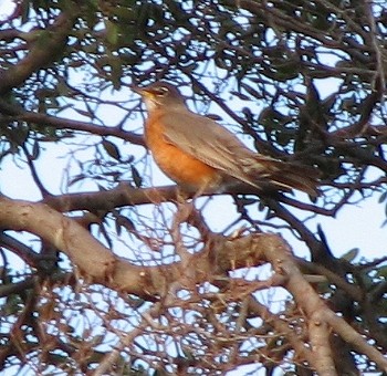 American Robin