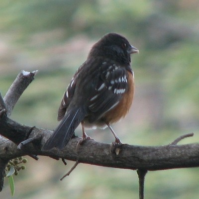 Spotted Towhee