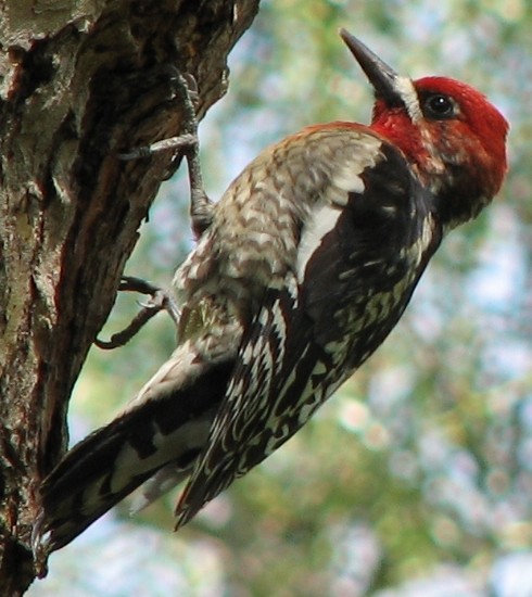 Red-breasted Sapsucker