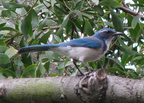 Western Scrub-Jay