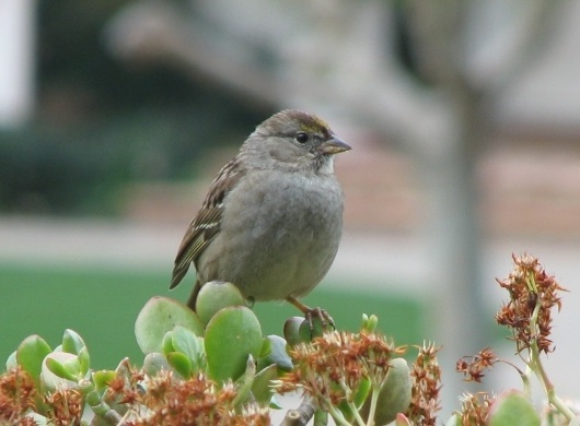 Golden-crowned Sparrow