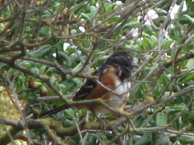 Spotted Towhee