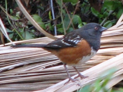 Spotted Towhee