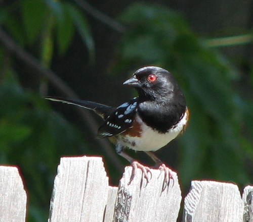 Spotted Towhee