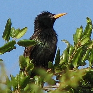 European Starling