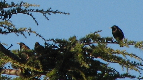 European Starling