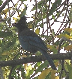 Steller's Jay