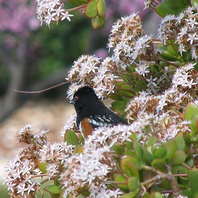 Spotted Towhee