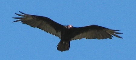 Turkey Vulture