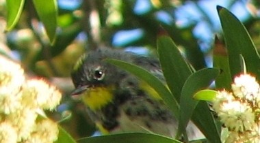 Yellow-rumped Warbler