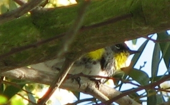 Yellow-rumped Warbler