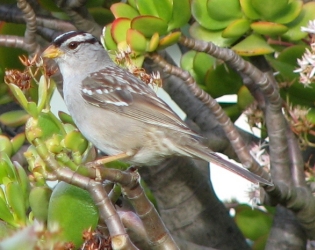 White-crowned Sparrow