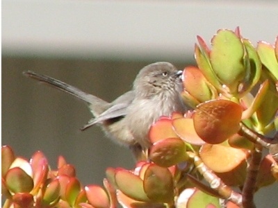 Wrentit