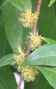 xylosma