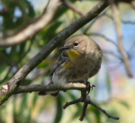 Yellow-rumped Warbler