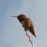 Allen's Hummingbird