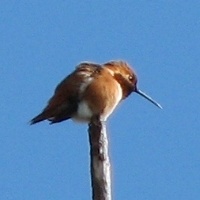 Allen's Hummingbird