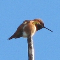 Allen's Hummingbird