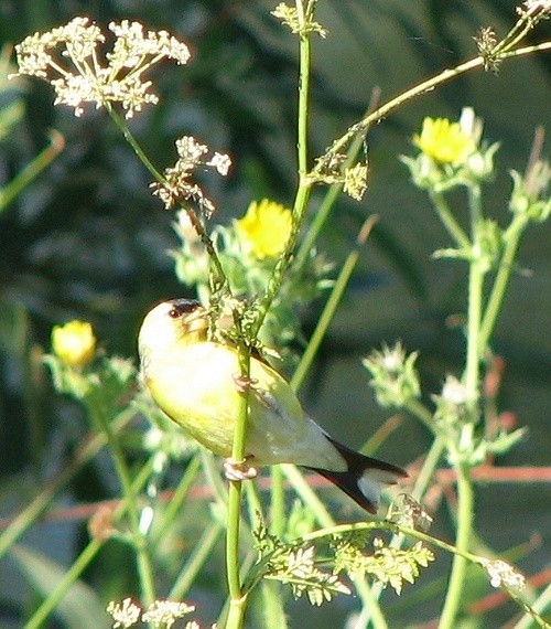 American Goldfinch