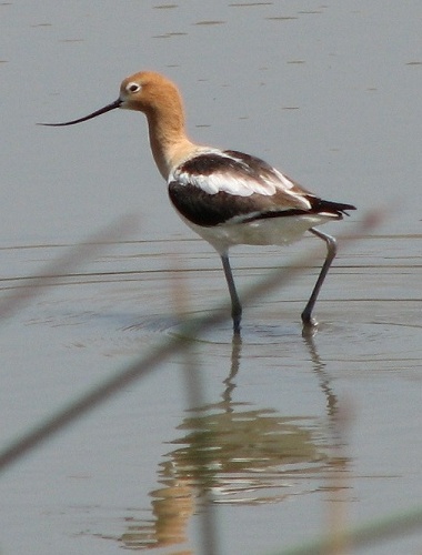 American Avocet