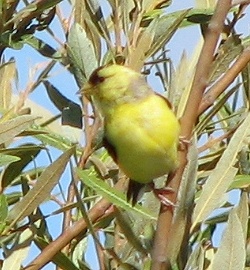 American Goldfinch