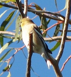 American Goldfinch