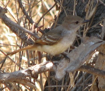 Ash-throated Flycatcher