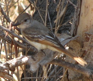 Ash-throated Flycatcher