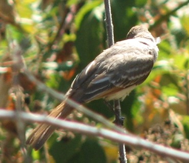 Ash-throated Flycatcher