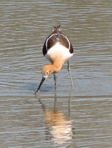 American Avocet