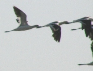 American Avocet