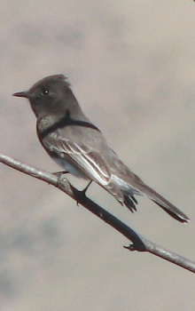 Black Phoebe