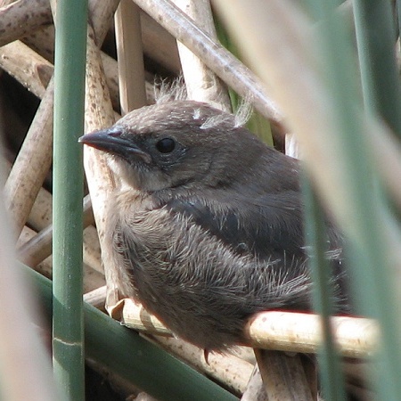 Brewer's Blackbird