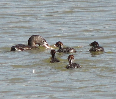 Grebe