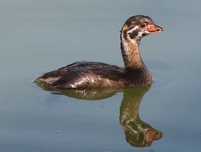 Pied-billed Grebe