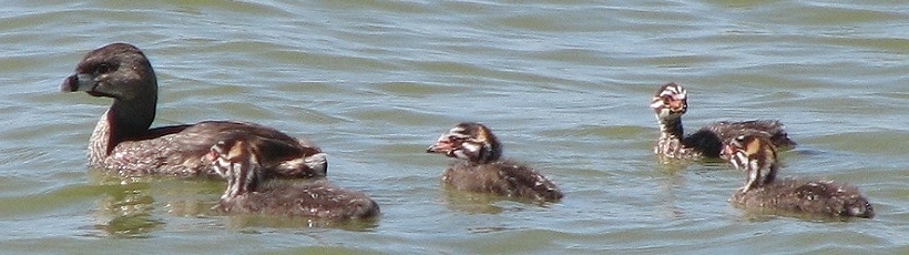 Grebe