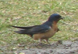 Barn Swallow