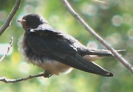 Barn Swallow