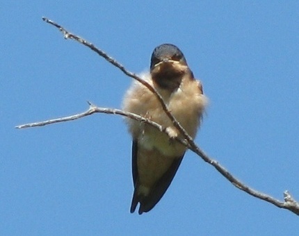 Barn Swallow