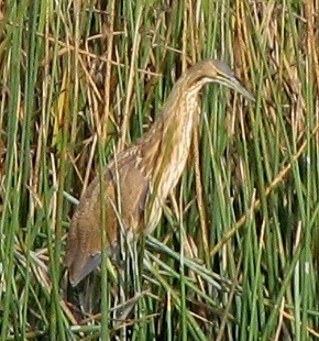 American Bittern