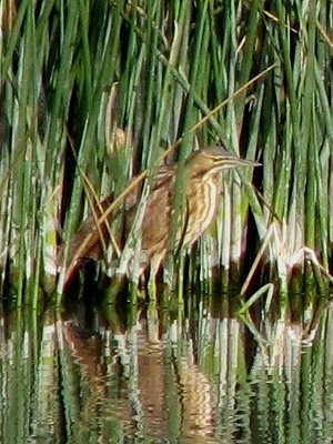 American Bittern