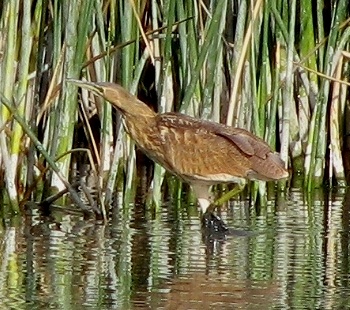 American Bittern