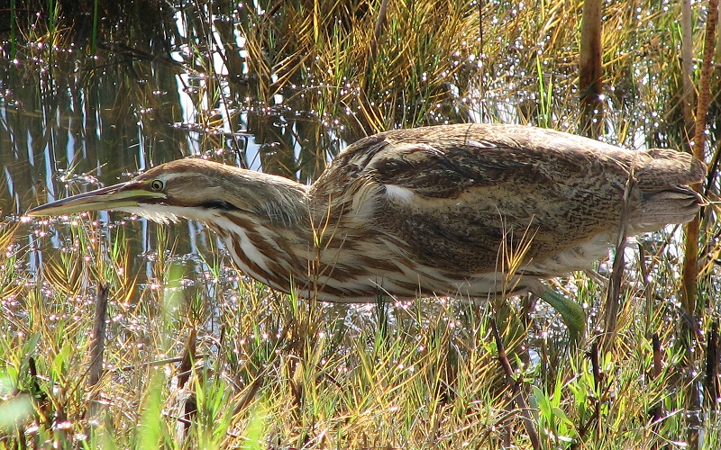 American Bittern