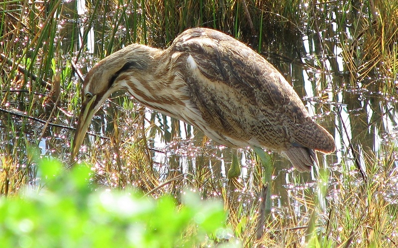 American Bittern