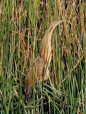 American Bittern