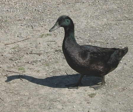 Cayuga Duck