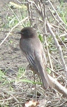 Black Phoebe